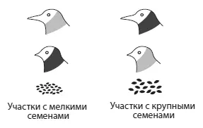 На участках с маленькими семенами лучше себя чувствуют самцы с маленькими - фото 47