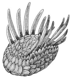 Wiwaxia еще одно загадочное кембрийское животное то ли моллюск то ли - фото 60
