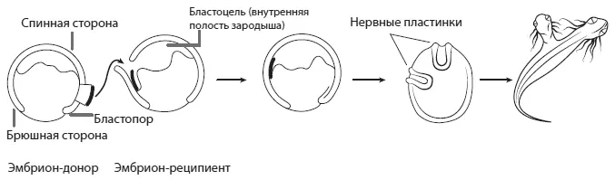 Эксперимент Шпемана Мангольд Пересадка фрагмента спинной губы бластопора - фото 75
