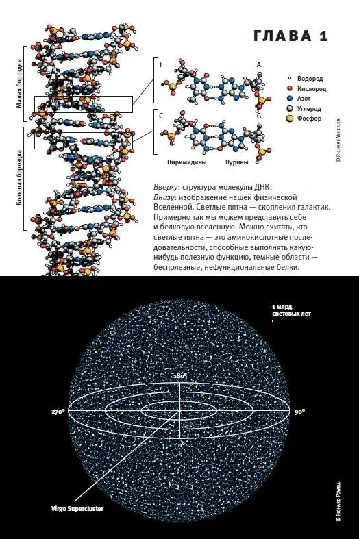 Эволюция Классические идеи в свете новых открытий - фото 95