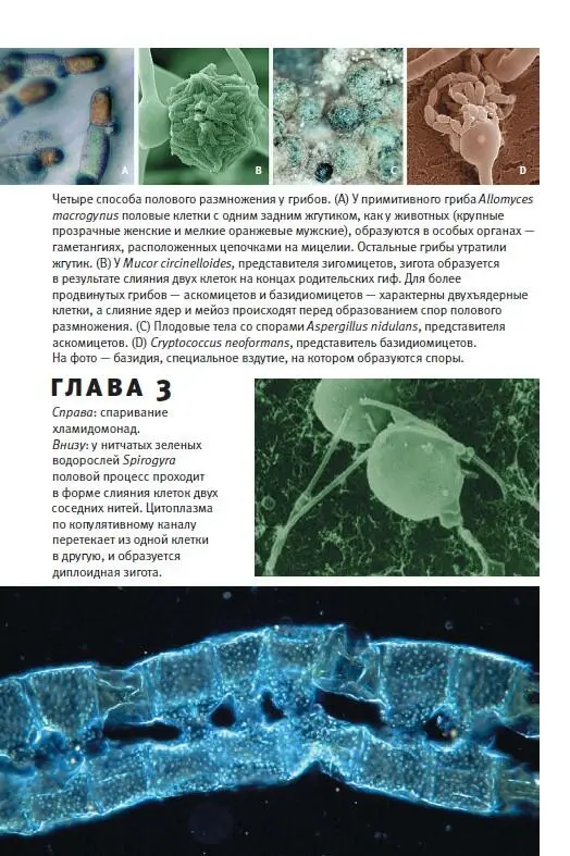 Эволюция Классические идеи в свете новых открытий - фото 100