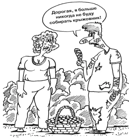 Многие недооценивают крыжовник считая его чуть ли не бросовой ягодой А зря - фото 67