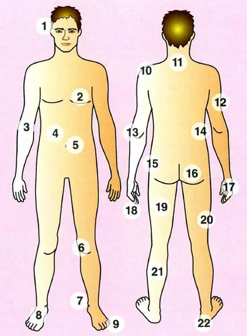 1 cabeza ж голова 2 pecho м грудь 3 brazo м рука 4 vientre м живот - фото 16