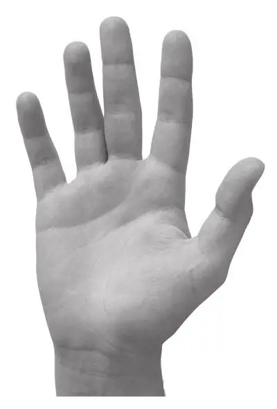 Элементарная рука Всем описанным особенностям строения руки соответствуют - фото 10