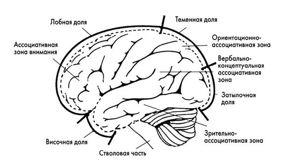 Рис 21 Мозг вид сбоку передняя часть мозга находится от нас слева Кора - фото 2