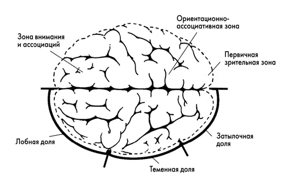 Рис 22 Мозг вид сверху передняя часть мозга находится от нас слева Две - фото 3