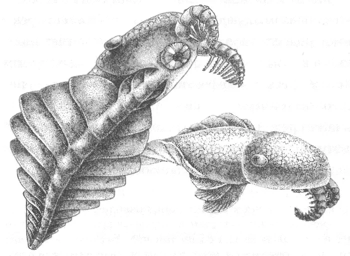 Anomalocaris поначалу названный загадочной диковиной а теперь отнесенный к - фото 25