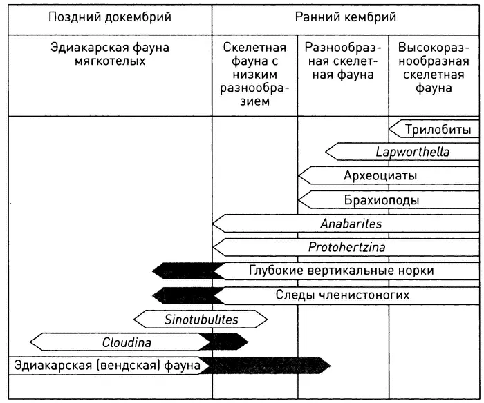 Место трилобитов среди появившихся в раннем кембрии животных McMenamin - фото 26