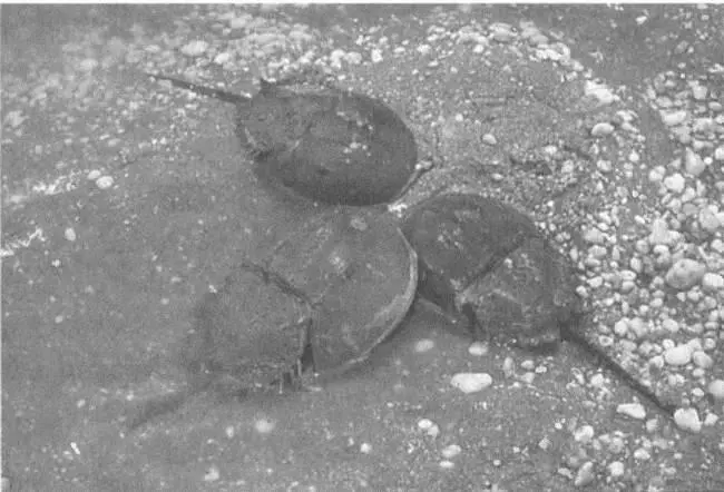 Мечехвост Limulus считается на сегодняшний день самым близким ныне живущим - фото 29