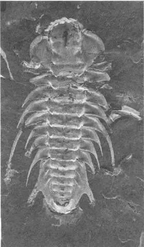 Fieldaspis длиной 6 см из среднего кембрия Канады Британская Колумбия По - фото 56