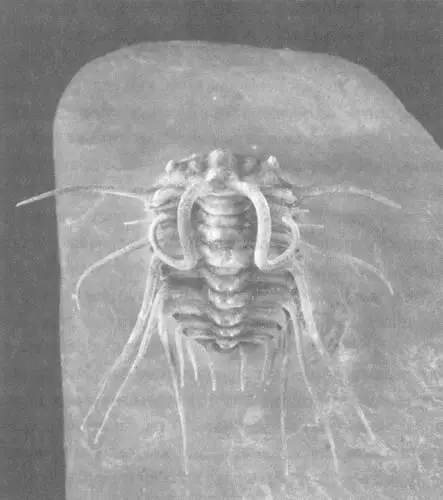 Dicranurus колючий девонский родственник Odontopleura из Марокко В натуральную - фото 59