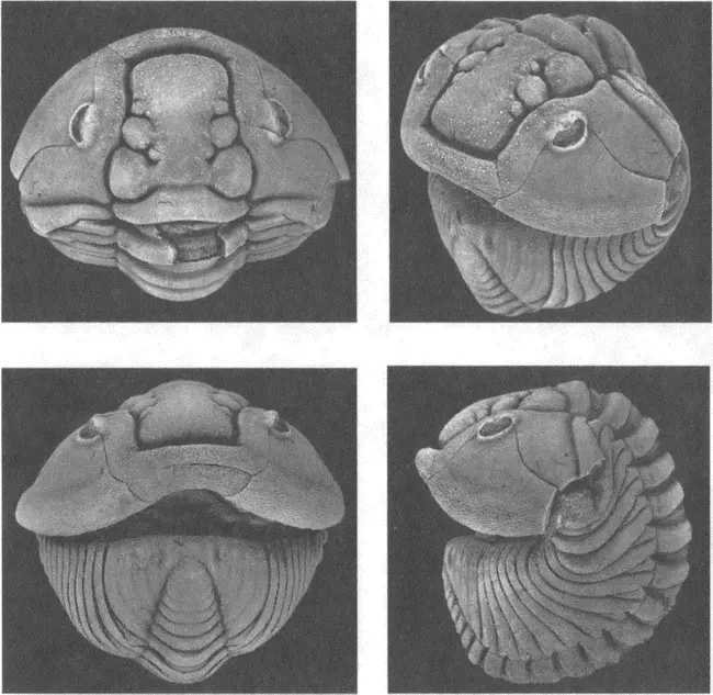 16 Фотография силурийского трилобита Calymene из Гётланда Швеция сделанная - фото 83