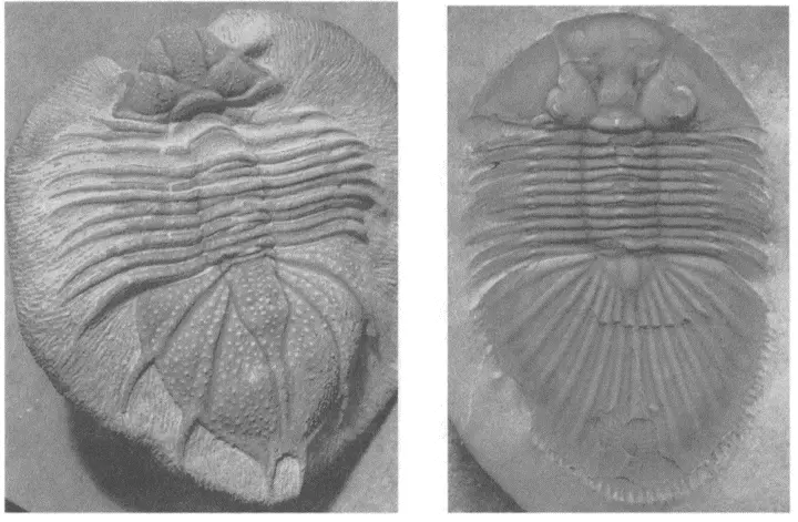 20 Вверху Acanthopyge трилобит размером с краба родственник Lichas с - фото 87