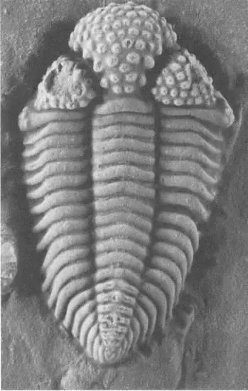 27 Balizoma variolaris один из трилобитов силурийского периода с характерной - фото 93