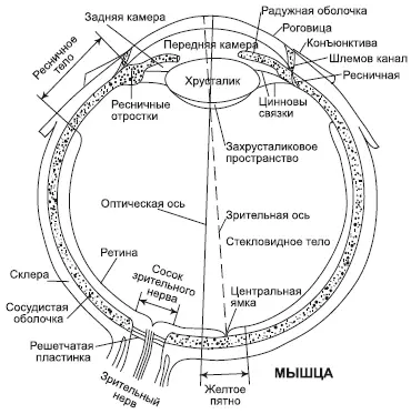 Рис 1Строение глаза Вокруг глаза расположены три пары глазодвигательных мышц - фото 1