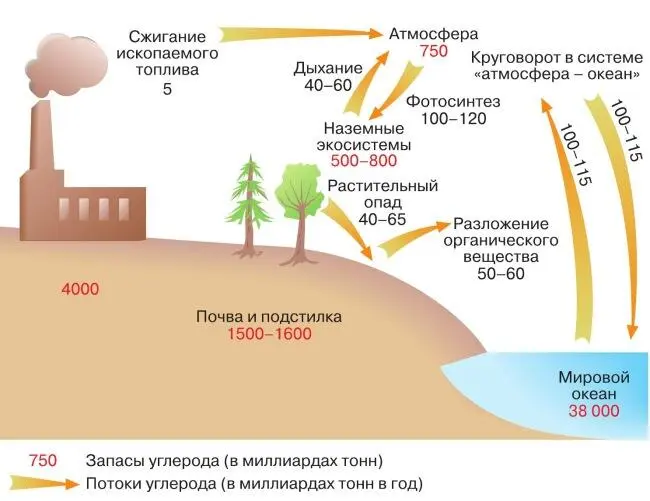 Рис 11Схема цикла углерода Рис 12Географическое распределение ОСО е Д - фото 175