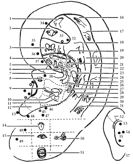 Рис 5 Проекции частей тела и внутренних органов на ушной раковине 1 пальцы - фото 22