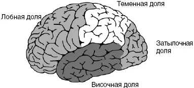 51 Головной мозг человека вид слева схематично с делением на четыре - фото 41