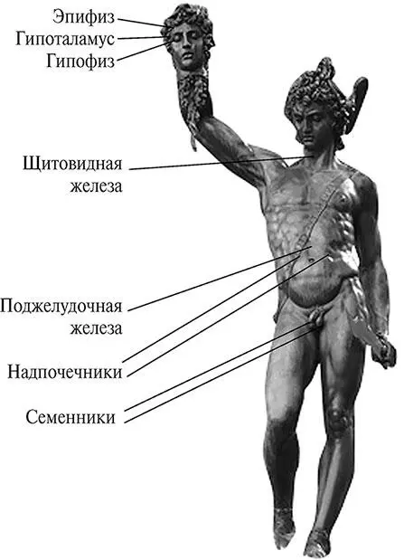 Рис 23Схема расположения основных желез в теле человека Масса гипоталамуса - фото 18