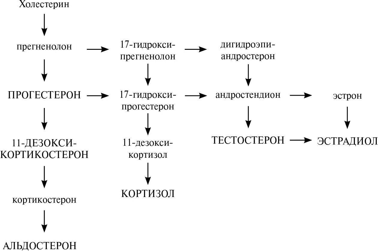 Рис 25Схема биосинтеза стероидов Заглавными буквами выделены основные - фото 20