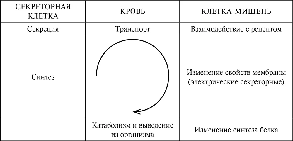 Рис 26Этапы распространения гормонального сигнала Внутри клетки происходит - фото 23