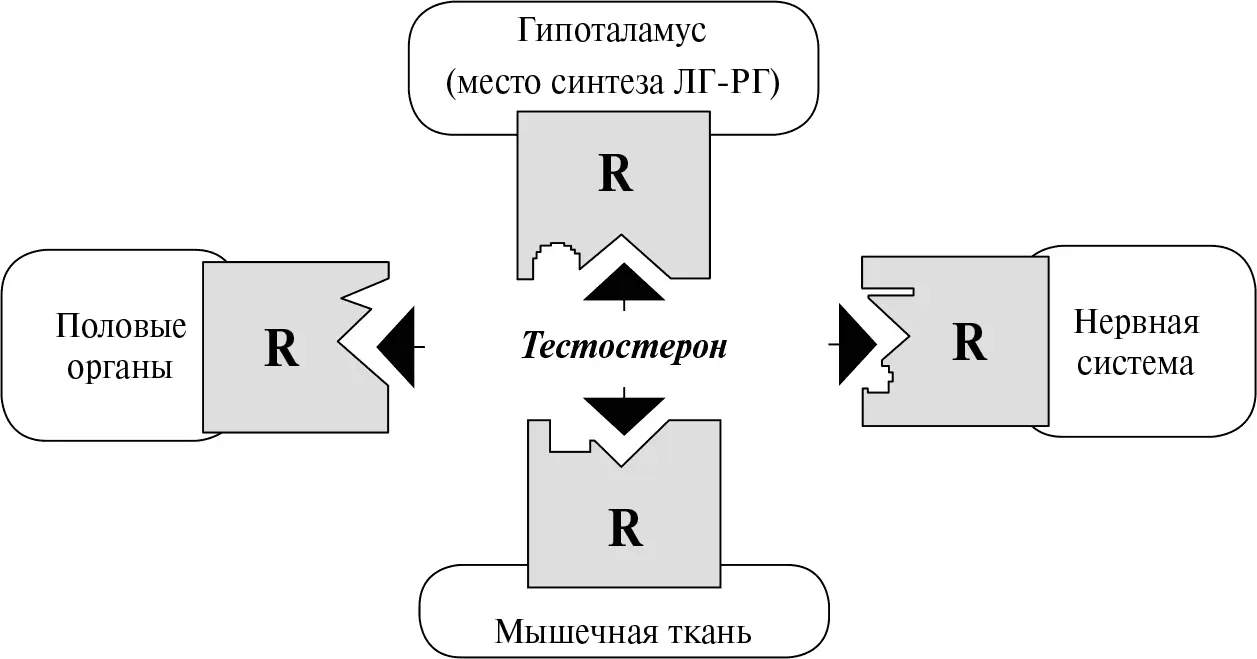 Рис 27Поливалентность гормонов Каждый гормон связывается с рецепторами R - фото 24