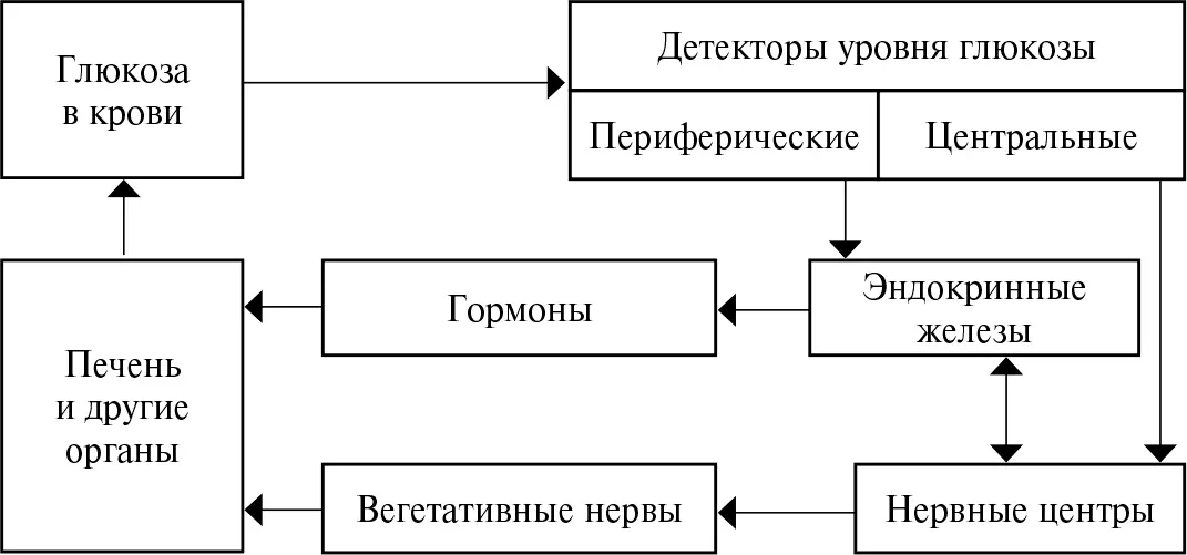 Рис 210Блоксхема системы поддержания постоянной концентрации глюкозы в - фото 27
