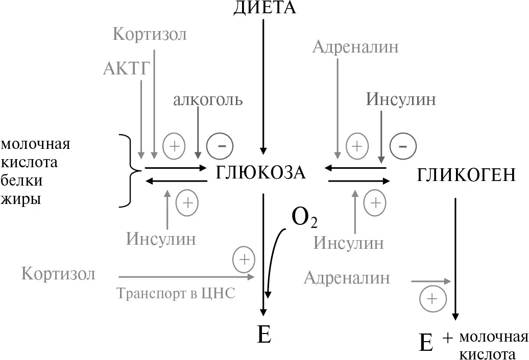 Рис 211Схема превращения углеводов в организме Е означает энергия - фото 28