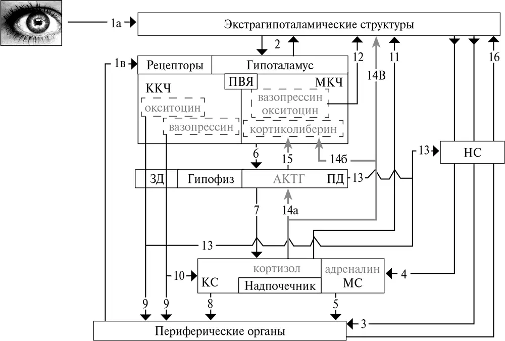 Рис 416Схема эндокринной системы при стрессе НС нервная система ПВЯ - фото 65