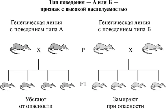 Рис 68Тип поведения А либо Б признак с высокой наследуемостью Рис - фото 100