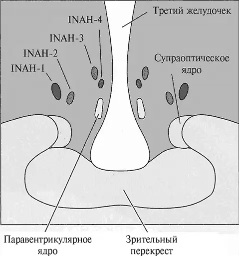 Рис 84Часть среза головного мозга человека Интерстицитиальное ядро переднего - фото 151