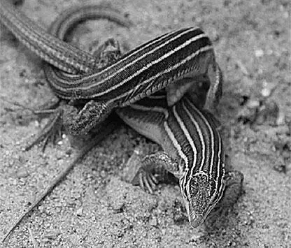 Рис 840У ящериц Cnemidophorus uniparens все особи являются самками В сезон - фото 187