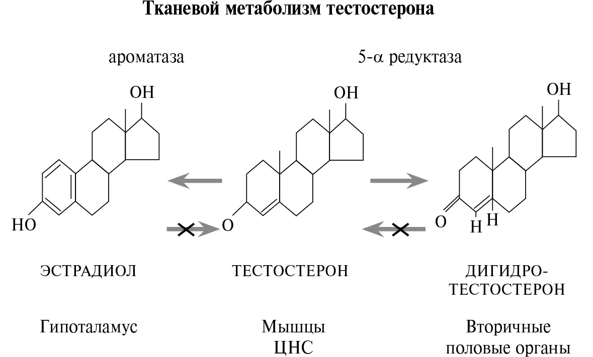 Рис 868Тканевой метаболизм тестостерона В ряде органовмишеней андрогенную - фото 215