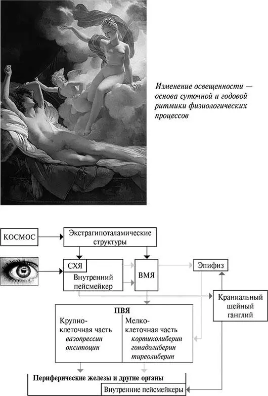 Рис 91Организация суточной ритмики физиологических процессов СХЯ - фото 219