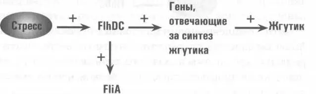 Кодируемый им белок FliA тоже может включать гены отвечающие за синтез - фото 6