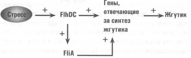 Но fliA помимо всего прочего находится под контролем еще одного белка - фото 7