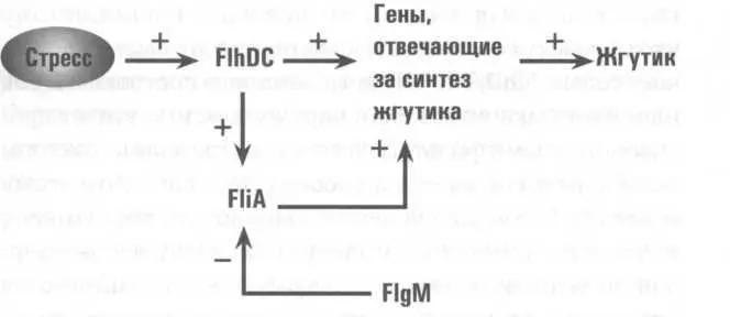 Однако FlgM не способен долго подавлять работу fliA потому что E coli - фото 8