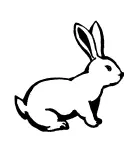 В естественных условиях кролики живут намного меньше чем на кролиководческих - фото 2