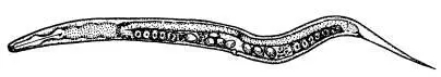 Червь Caenorhabditis elegans любимец генетиков и эмбриологов Одно из главных - фото 39