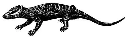 Yanoconodon allini Сравнительно простые эффективные и умные системы - фото 63