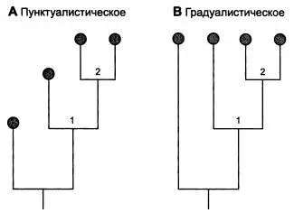 Если эволюция идет в соответствии с принципом прерывистого равновесия то - фото 66