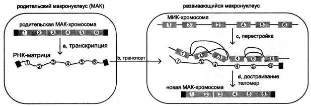 РНКматрица считанная с МАКхромосомы перед разрушением макронуклеуса служит - фото 72