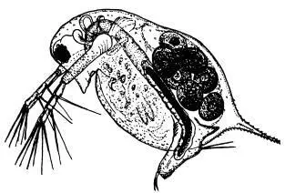 Ветвистоусый рачок Daphnia longispina массовый представитель зоопланктона - фото 78