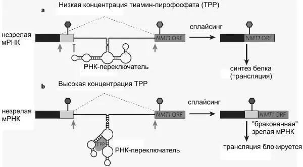 На этом рисунке показано как РНКпереключатель регулирует альтернативный - фото 81