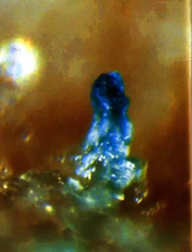 Плодовое тело Bacillus subtilis сложный многоклеточный агрегат часто - фото 91