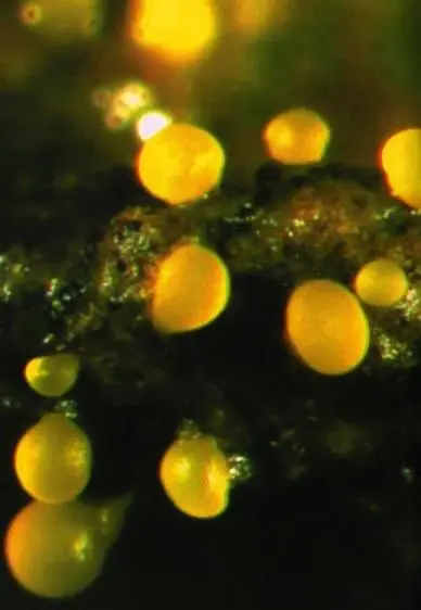 Плодовые тела образуемые бактериями Myxococcus xanthus Инфузории на фото - фото 101