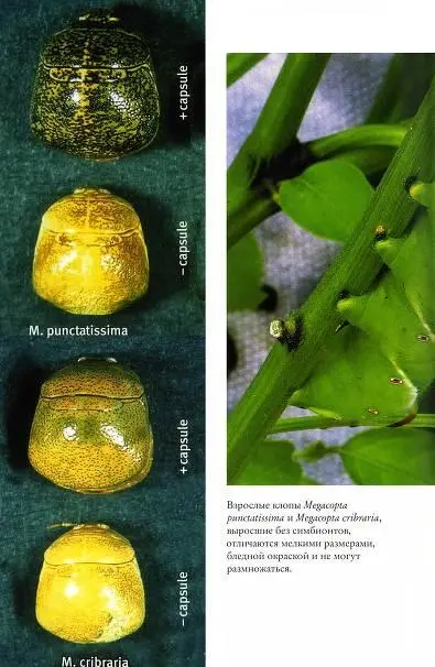 Взрослые клопы Megacopta punctatissima и Megacopta cribraria выросшие без - фото 105