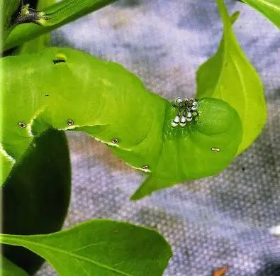 Гусеницы бабочки Manduca sexta в норме имеют зеленую окраску Ученым удалось - фото 106