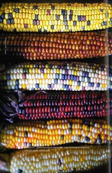 Прыжки транспозонов придают причудливую окраску кукурузным початкам - фото 107
