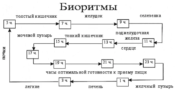 Схема очищения по биоритмам Утром когда наиболее активны почки и кишечник - фото 7
